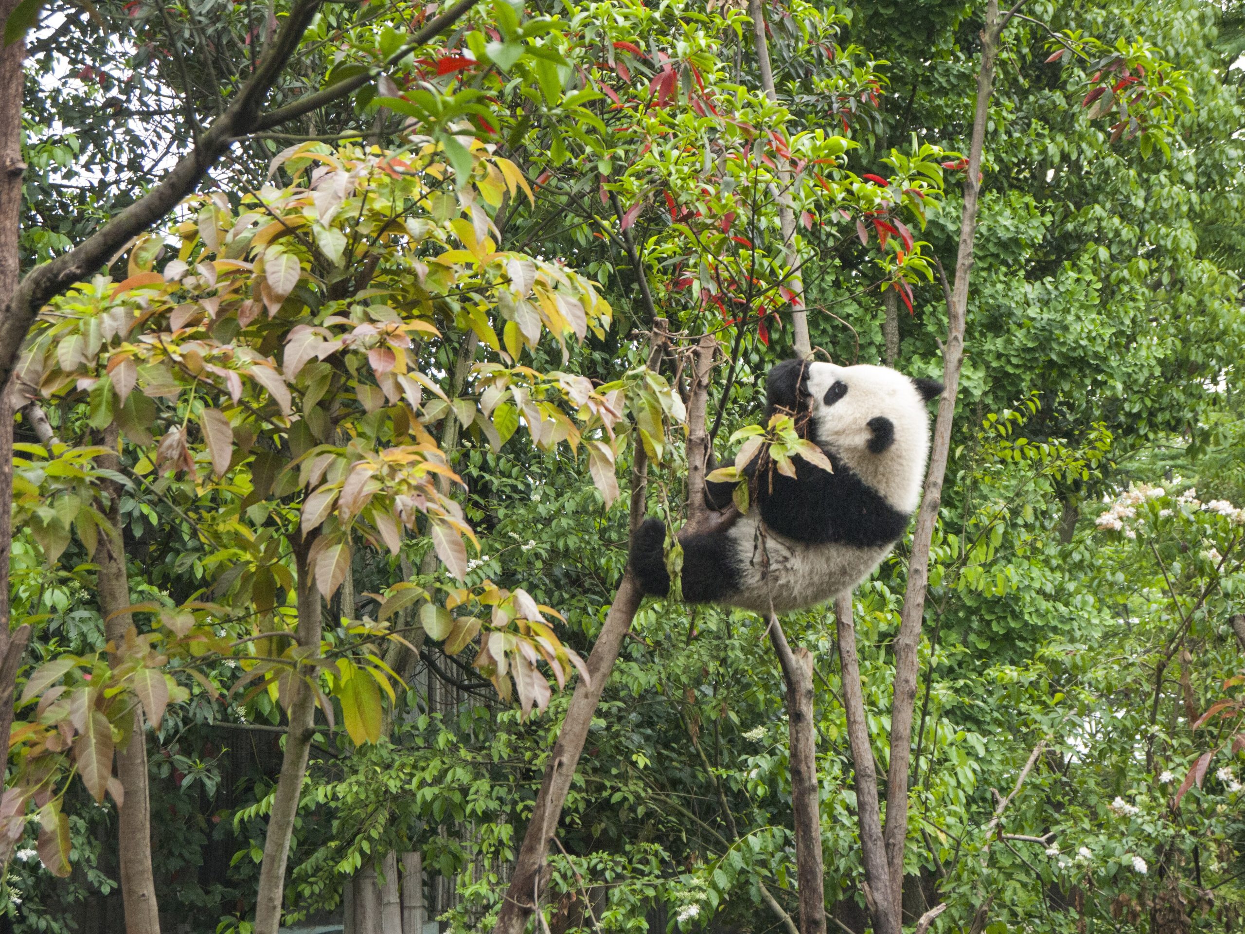Giant panda at the Chengdu Panda Breeding Research Center in Sichuan