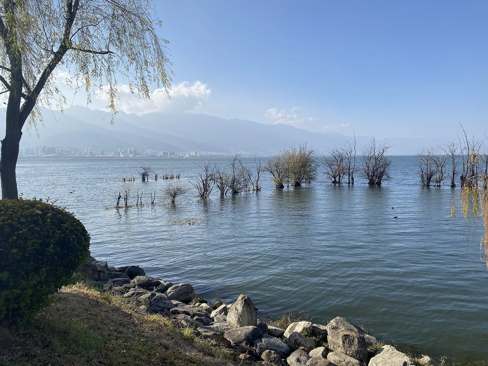 Bare trees in the water along the shore of Erhai Lake