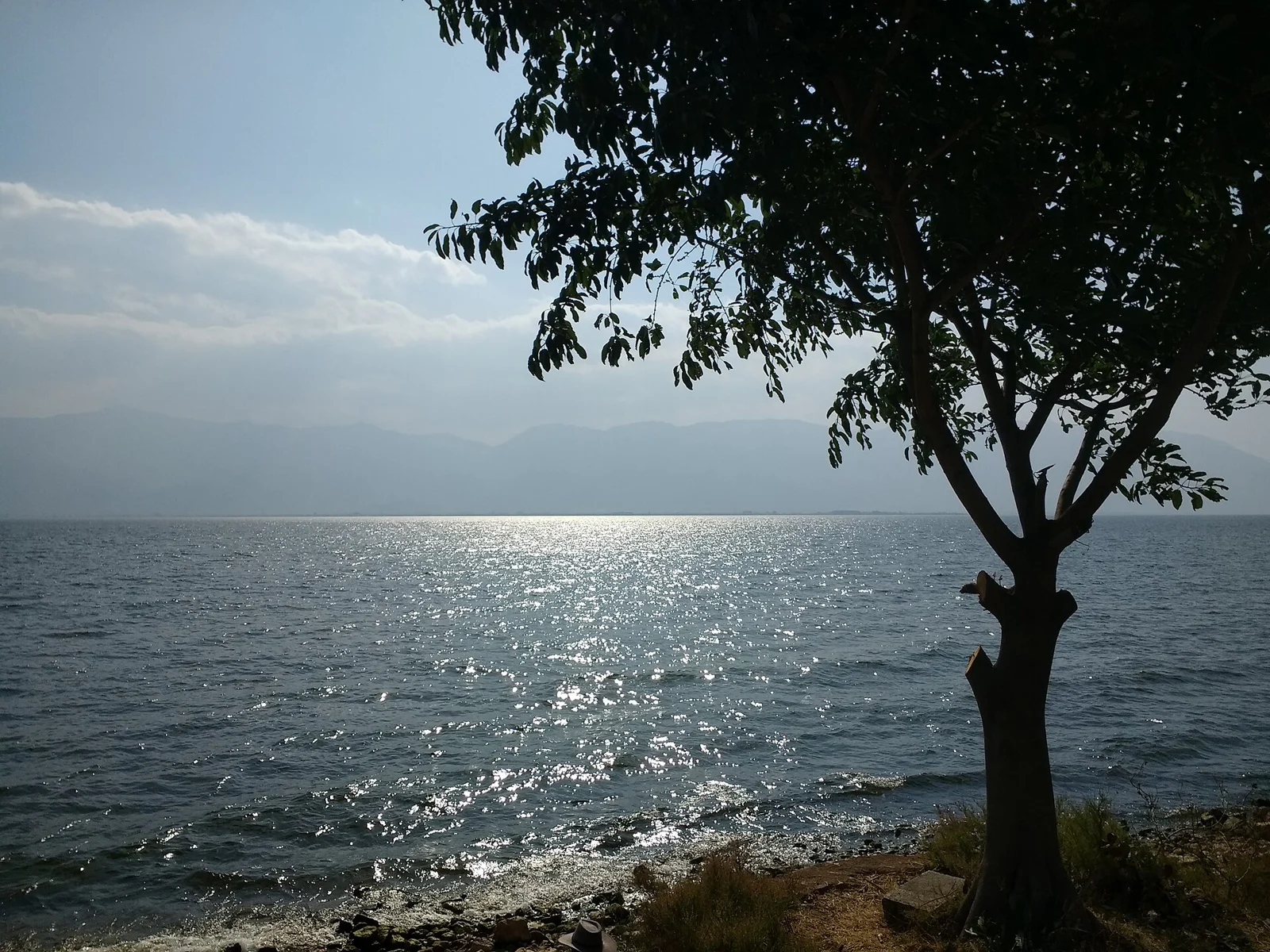 Tree beside Erhai Lake near Dali