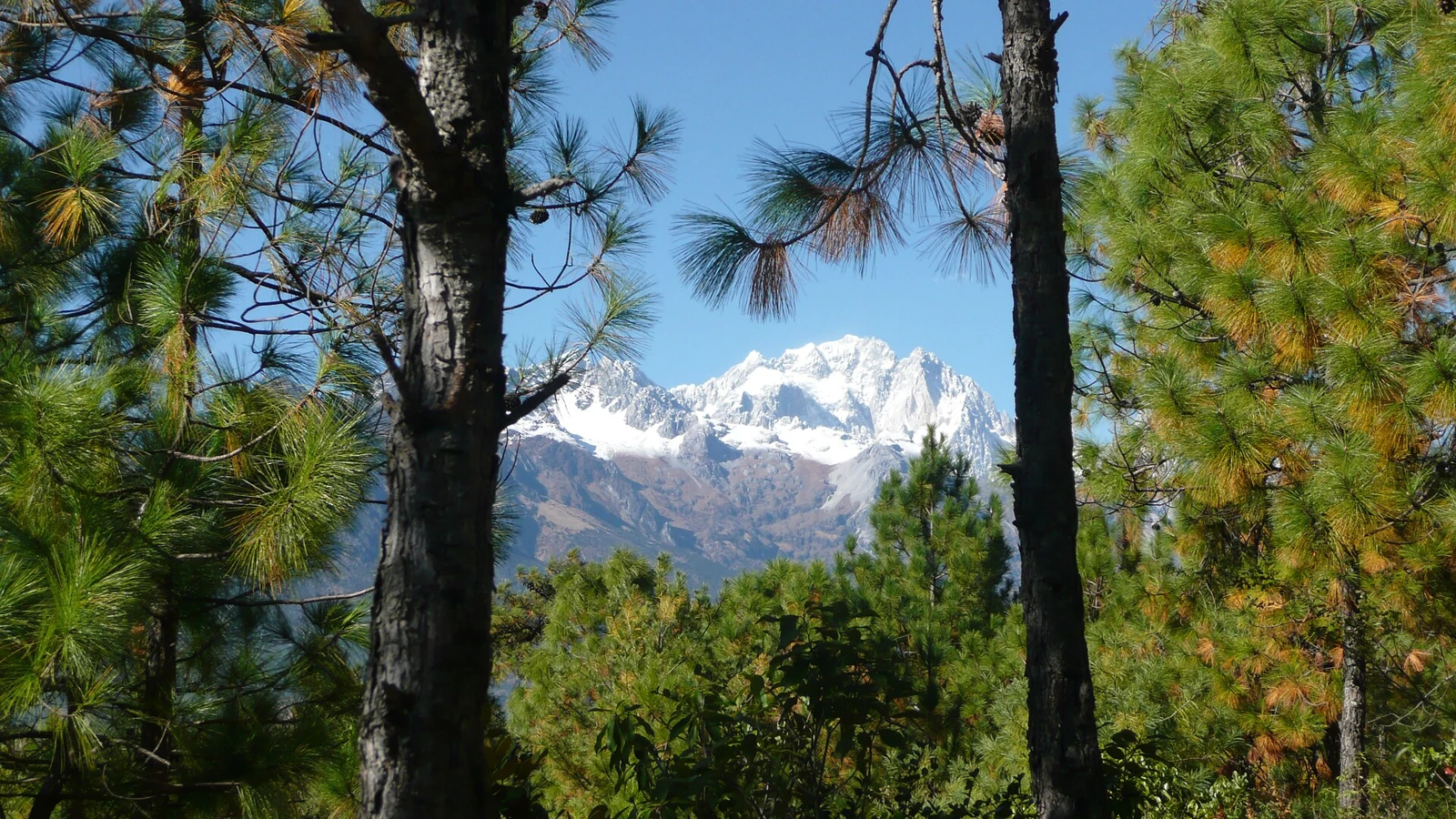 Snow-covered peaks seen between pine trees