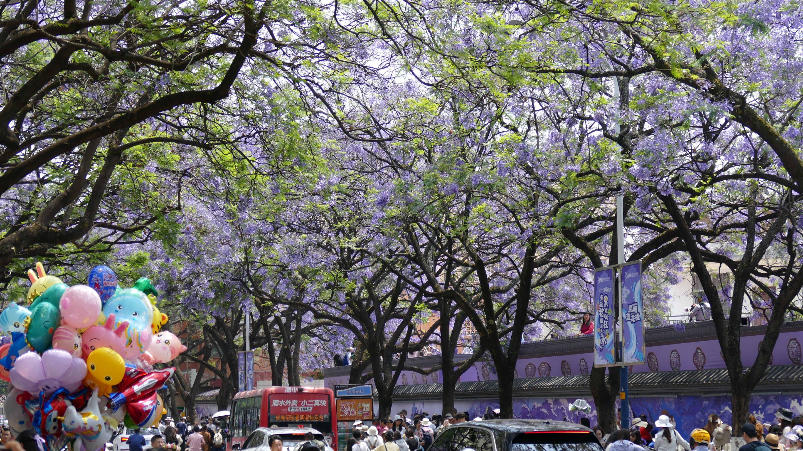 Purple jacaranda flowers arching over Jiaochang Middle Road in Kunming