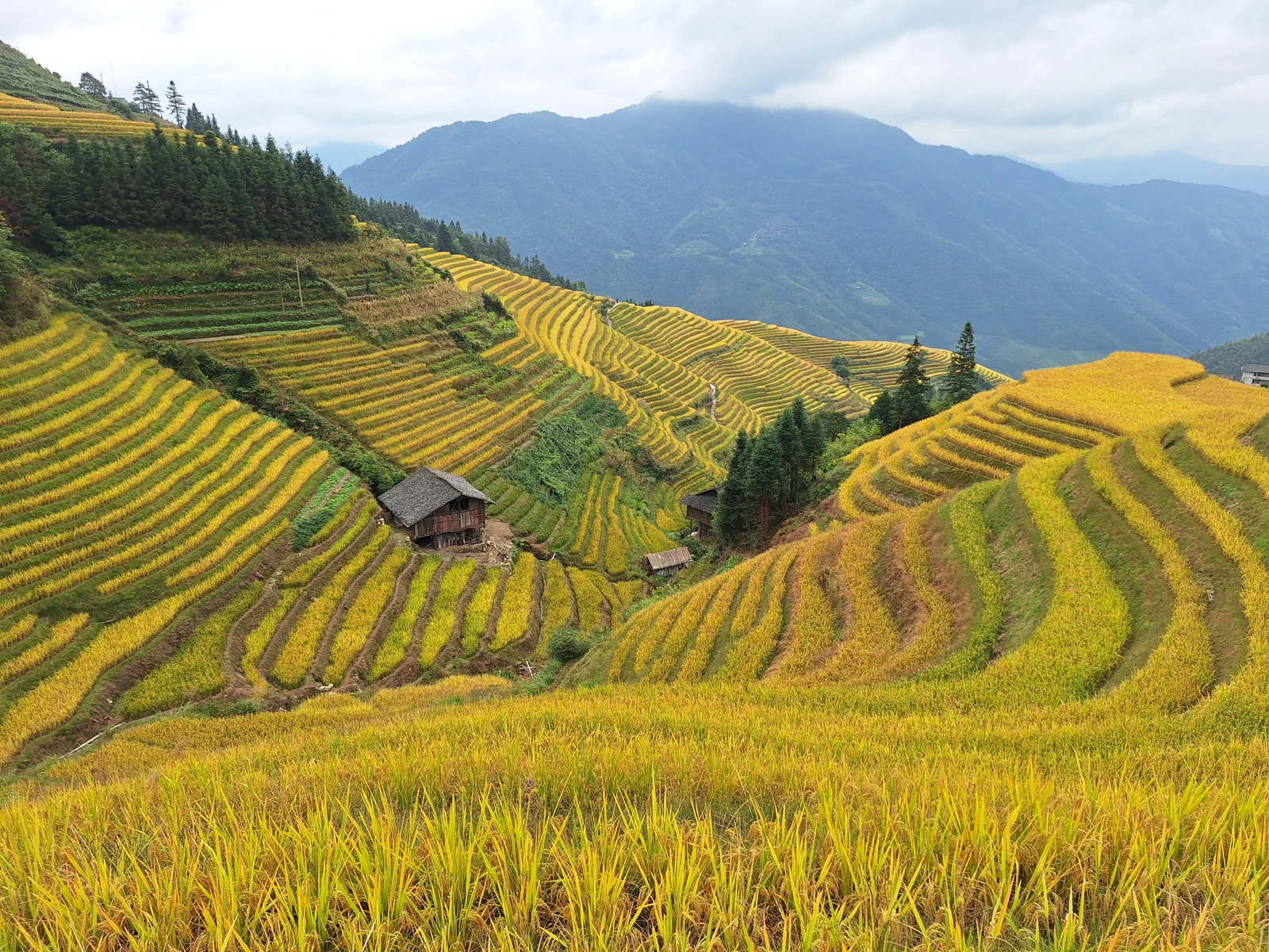Rice terraces across the hills at Longji in Guangxi