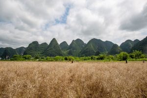 Yangshuo Tea Plantation: Plan a Qixianfeng Visit