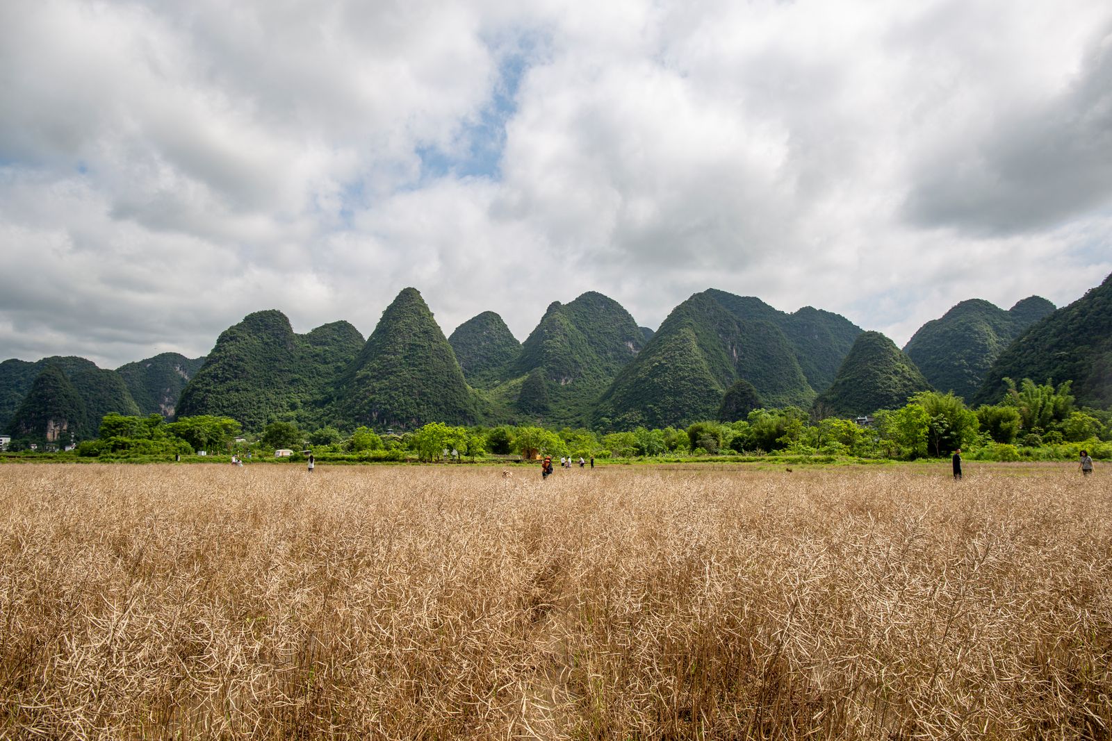 Fields below green karst hills in the Yangshuo countryside