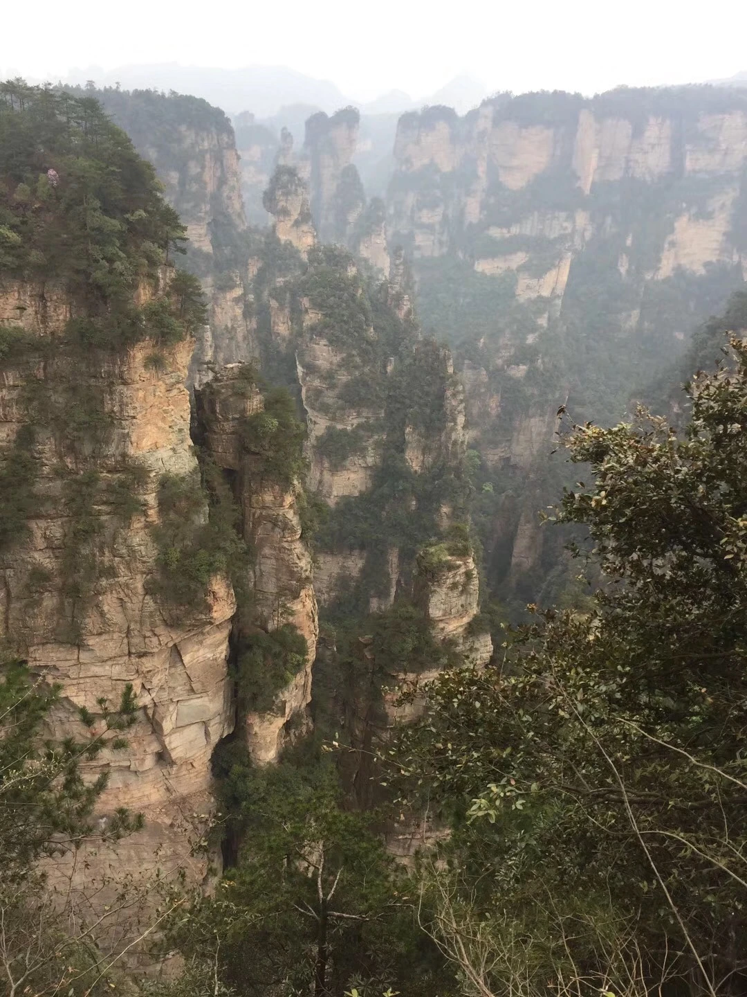Sandstone pillars and forested ravines in mist at Zhangjiajie
